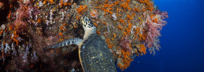 Hawksbill turtle feeding on soft coral in Misool, Indonesia