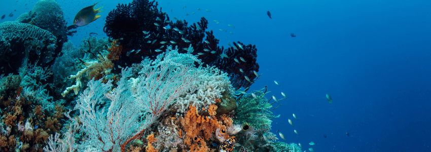 Colourful coral reef in Raja Ampat, Indonesia