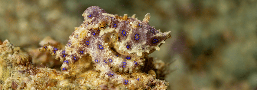 Blue-ringed octopus in Triton Bay, Indonesia
