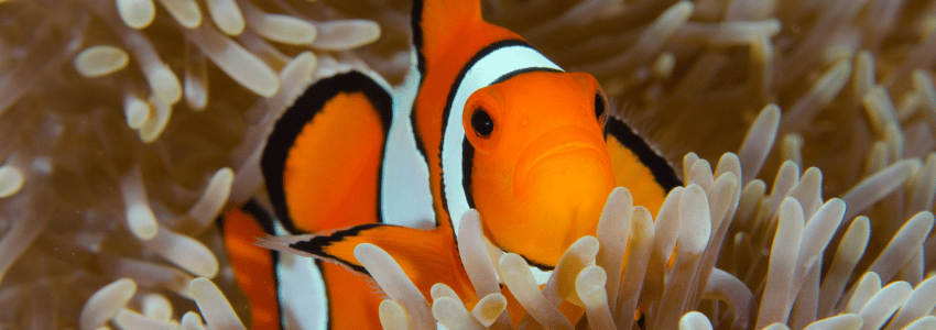 True anemonefish among coral in Wakatobi, Indonesia