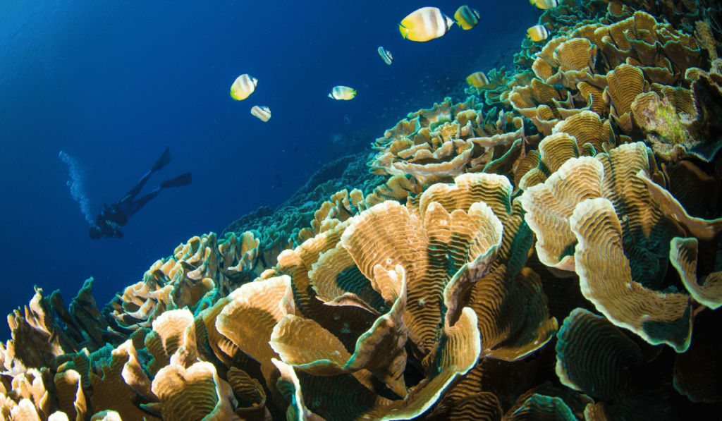 Scuba diver above a coral reef in Indonesia