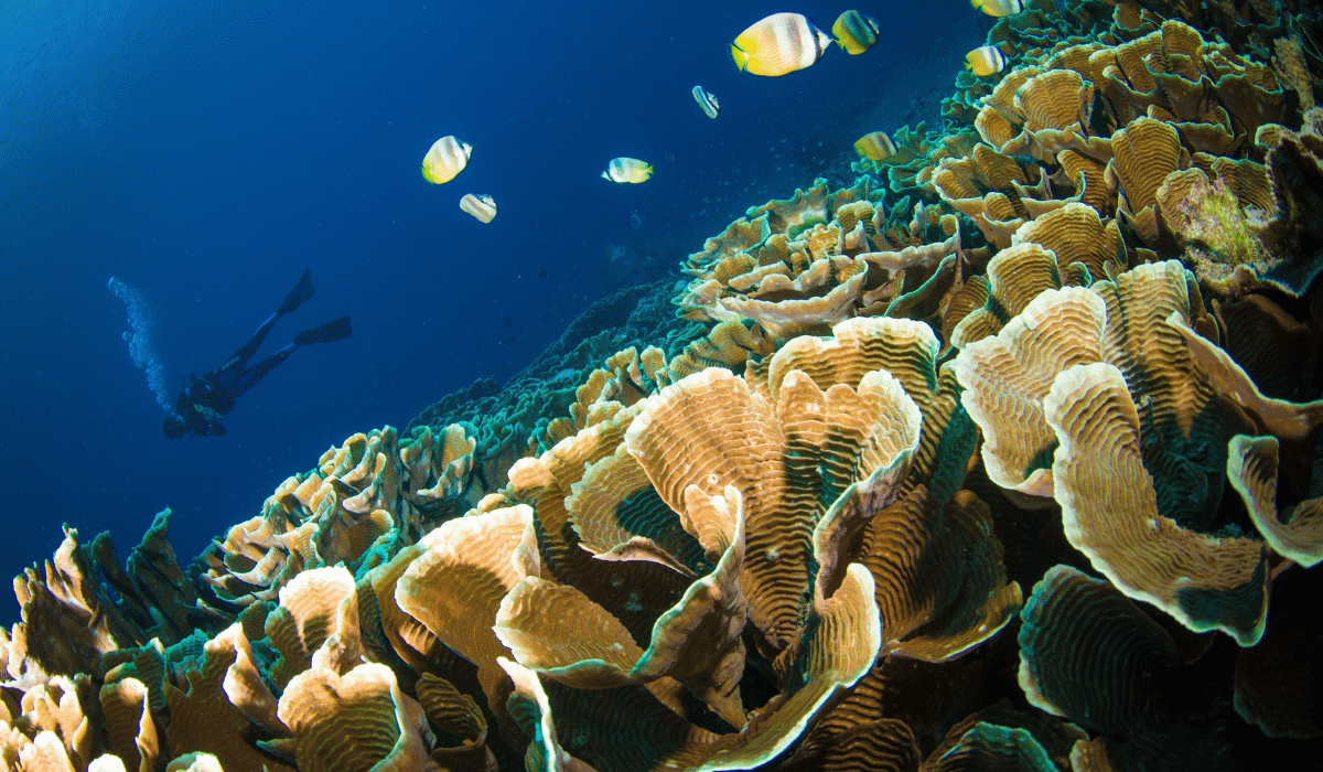 Scuba diver above a coral reef in Indonesia
