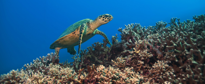 green sea turtle swimming over a vibrant coral reef in australia during the annual november coral spawning event