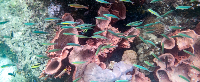 schooling colorful reef fish surrounding pristine soft corals in koh lipe thailand at the start of the andaman diving season