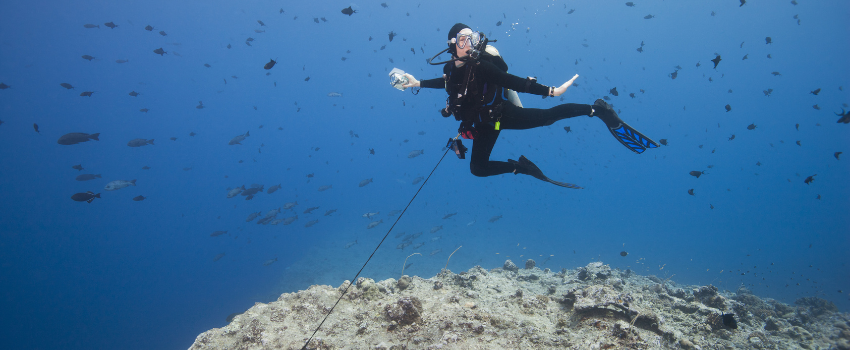 scuba diver using a reef hook to watch schooling grey reef sharks in palau during a november spawning aggregation