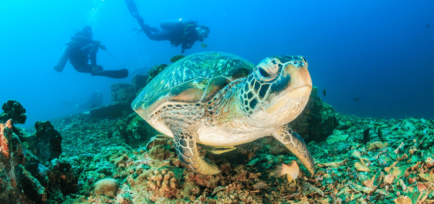 Sea turtle swimming near scuba divers in Indonesia
