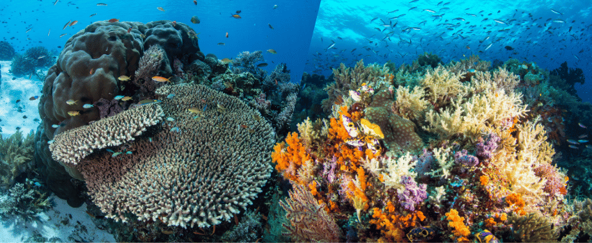 Side-by-side coral reef scenes showing Komodo vs Raja Ampat diving 