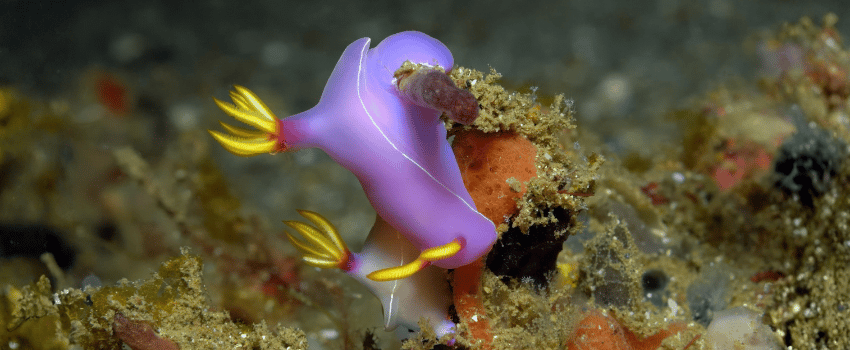 Purple Nudibranch Hypselodoris bullocki moving across the seabed, one of the colourful macro subjects found in Lembeh Strait