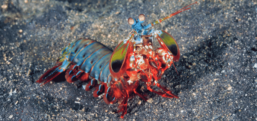Vividly colored Peacock Mantis Shrimp on a black sandy seabed in Lembeh