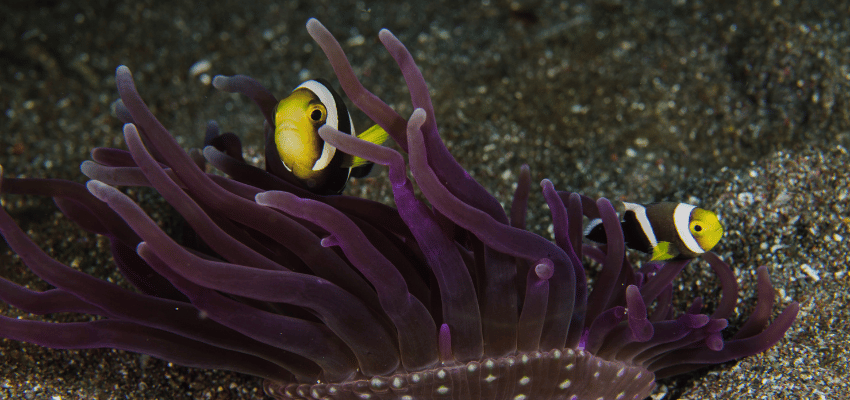 Saddleback anemonefish on a reef in Lembeh, Indonesia