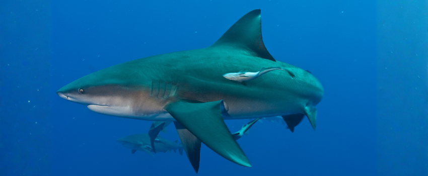 Bull shark at Pinnacles, Mozambique.