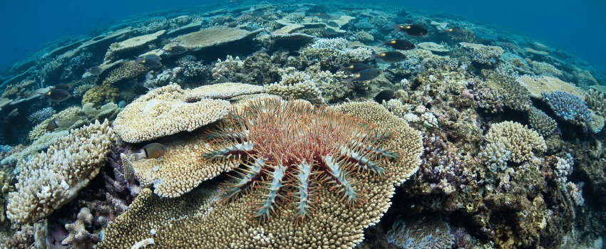 Crown-of-thorns starfish feeding on coral on a shallow reef in Fiji
