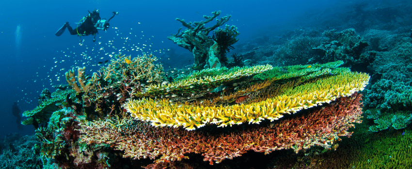Scuba diver exploring a healthy hard coral reef featuring Acropora hyacinthus plate corals in the Banda Sea, Indonesia.