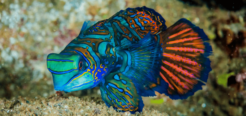 Close-up underwater photo of a brightly coloured striped mandarinfish (Synchiropus splendidus) resting on a reef in the Banda Sea.