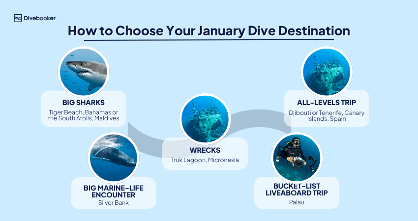 Divebooker infographic: How to Choose Your January Dive Destination: big sharks (Tiger Beach or South Atolls), wrecks (Truk Lagoon), big marine-life encounter (Silver Bank), all-levels (Djibouti or Tenerife), and bucket-list liveaboard (Palau) 