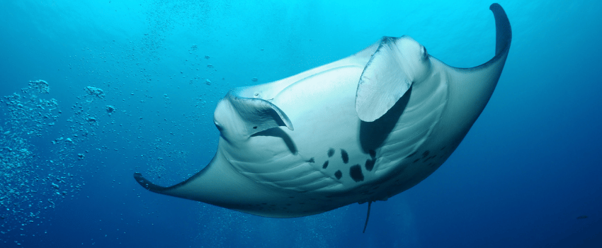 Manta ray gliding through blue water in the Maldives, a popular December liveaboard destination