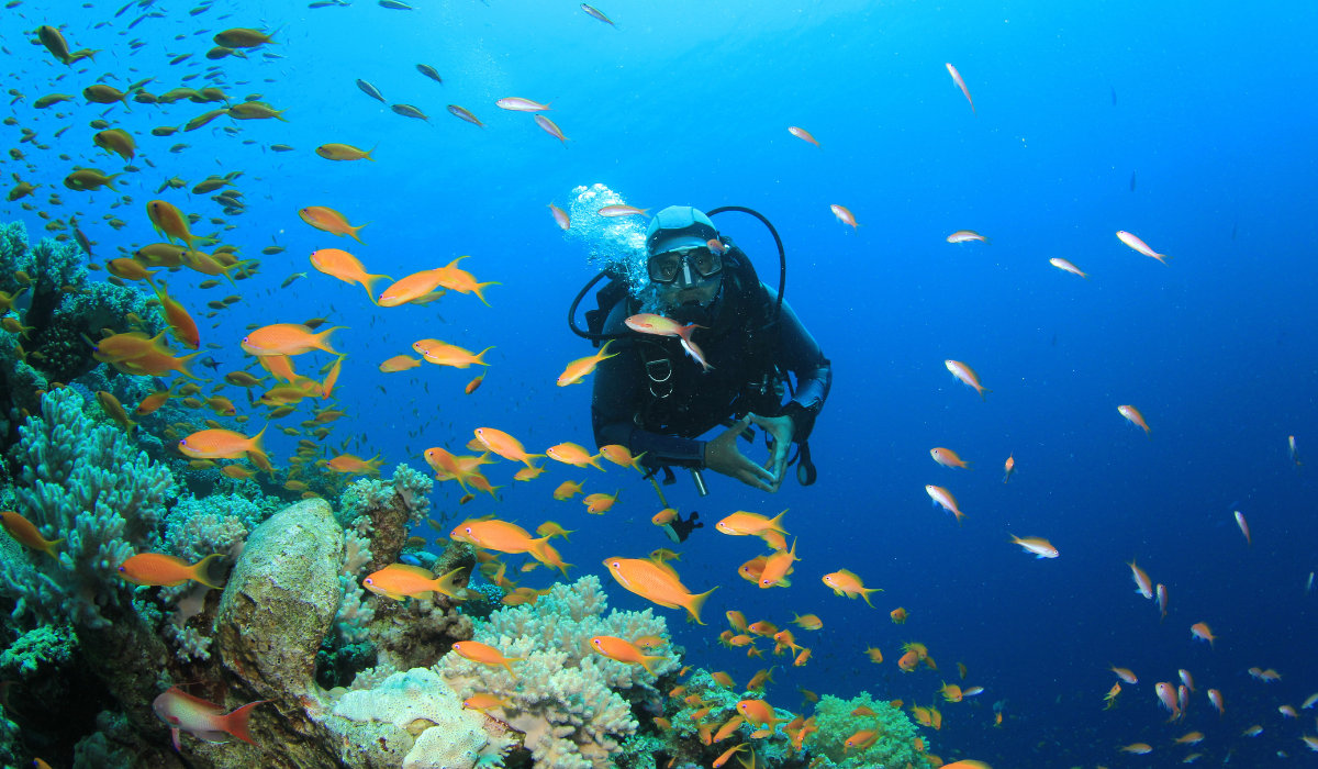 Red Sea Diving A scuba diver exploring a vibrant coral reef surrounded by orange anthias fish in the Red Sea