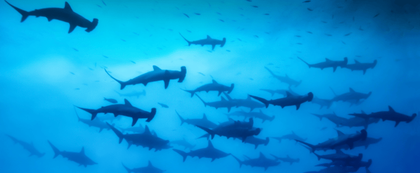 A large school of scalloped hammerhead sharks swimming in the blue waters of the Banda Sea during the hammerhead migration season.