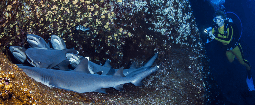 Sharks and scuba diver at Socorro Island, Mexico