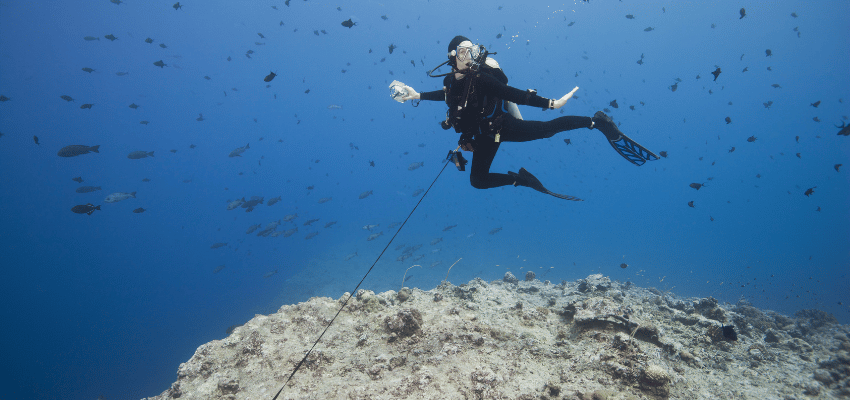 Scuba diver using a reef hook to watch sharks and other fish in the strong currents of the world famous Blue Corner dive site off the islands of Palau in Micronesia.