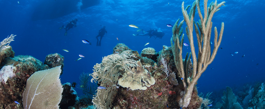 Scuba divers above a Caribbean coral reef off Grand Cayman, a beginner-friendly warm-water dive destination.