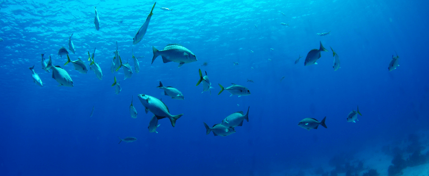 Underwater scene at Turks and Caicos