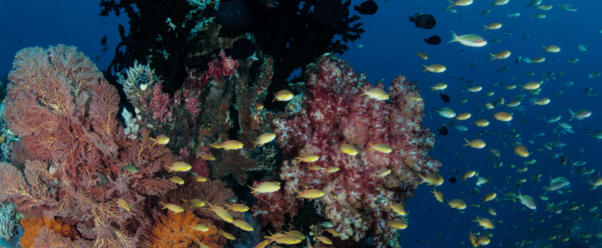 Dense coral reef and tropical fish in Raja Ampat, one of the best December destinations for underwater photography.