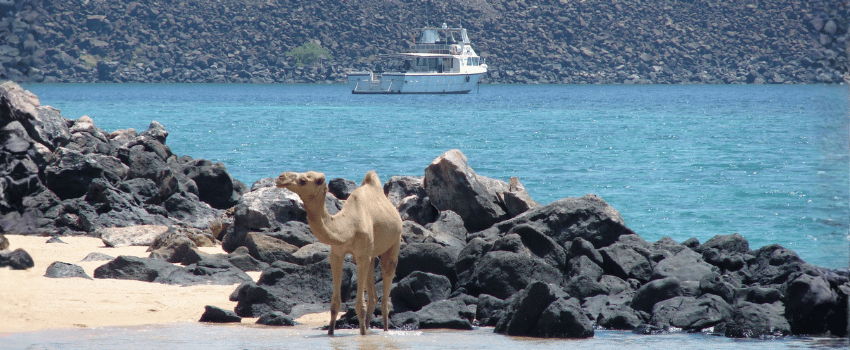 djibouti-diving-safari-beach-camel A camel standing on a rocky, arid beach with a white dive liveaboard boat anchored in turquoise water.