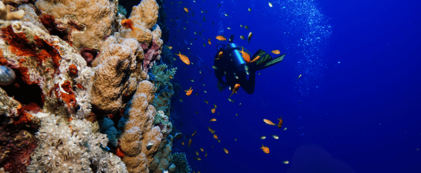 egypt-diving-season-coral-wall-anthias A diver hovers beside a sheer coral wall in the Egyptian Red Sea, its ledges lined with schooling orange anthias.