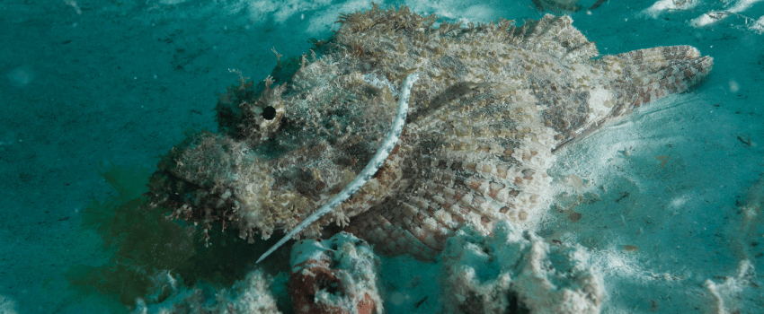 Camouflaged scorpionfish on the sandy seafloor under a jetty in Zanzibar, Tanzania