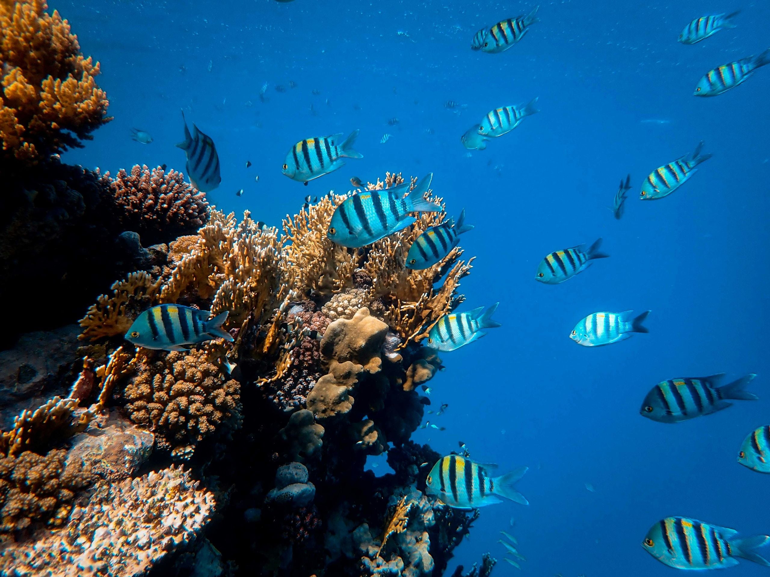 Colorful coral reef with tropical fish in the Red Sea, Egypt