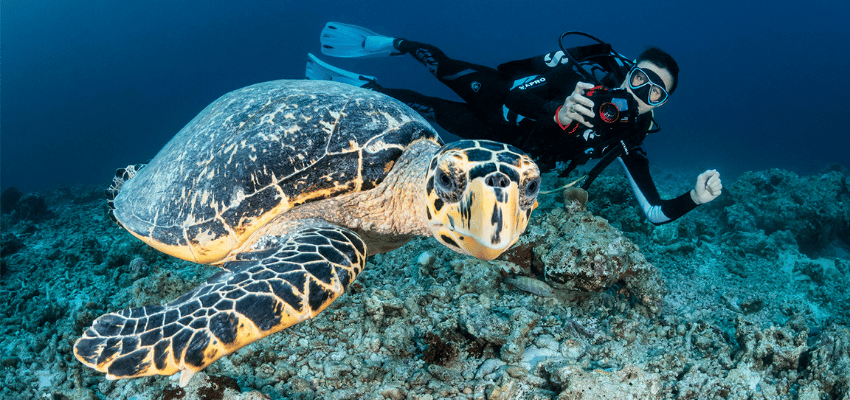 Scuba diver photographs a sea turtle over a coral reef, representing December dive travel and marine life encounters. 