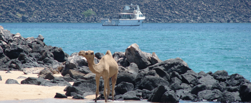 Camel cooling in the Gulf of Tadjoura, Djibouti