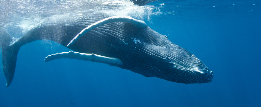 The Humpback whale (Megaptera novaeangliae) can reach lengths of 12-16 meters.
