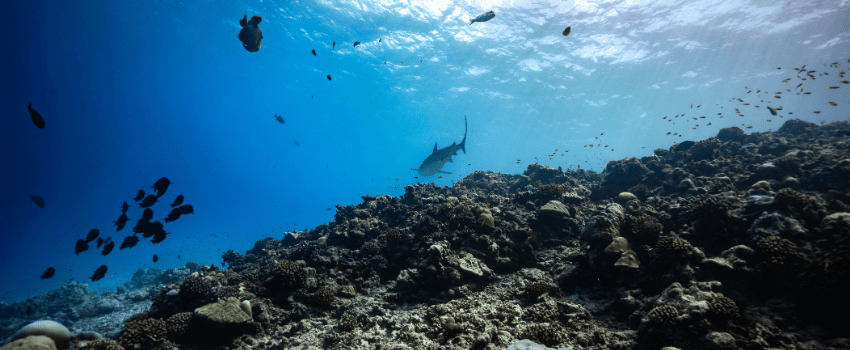 Vibrant Underwater Reef with Shark in Maldives