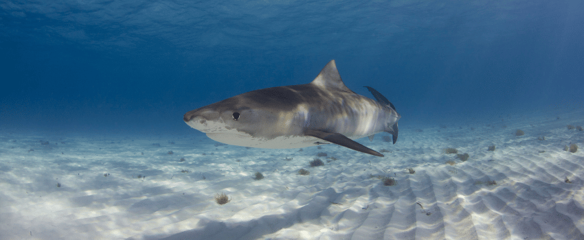 Tiger Shark at Tiger Beach, Grand Bahama