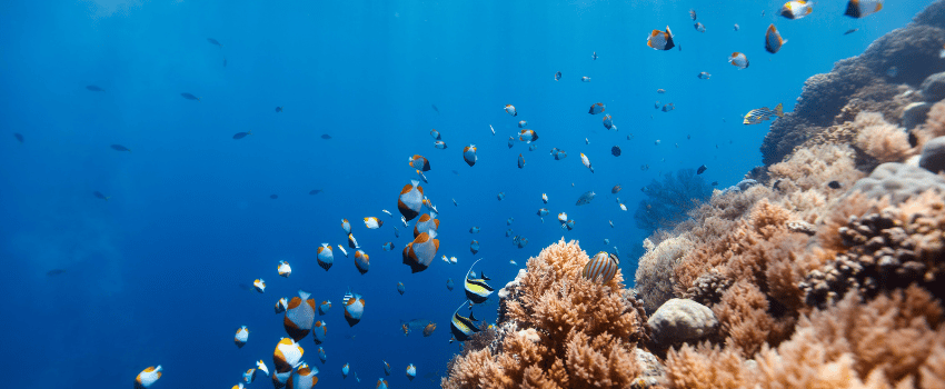 Beautiful colorful coral reef and tropical fish underwater in Palau