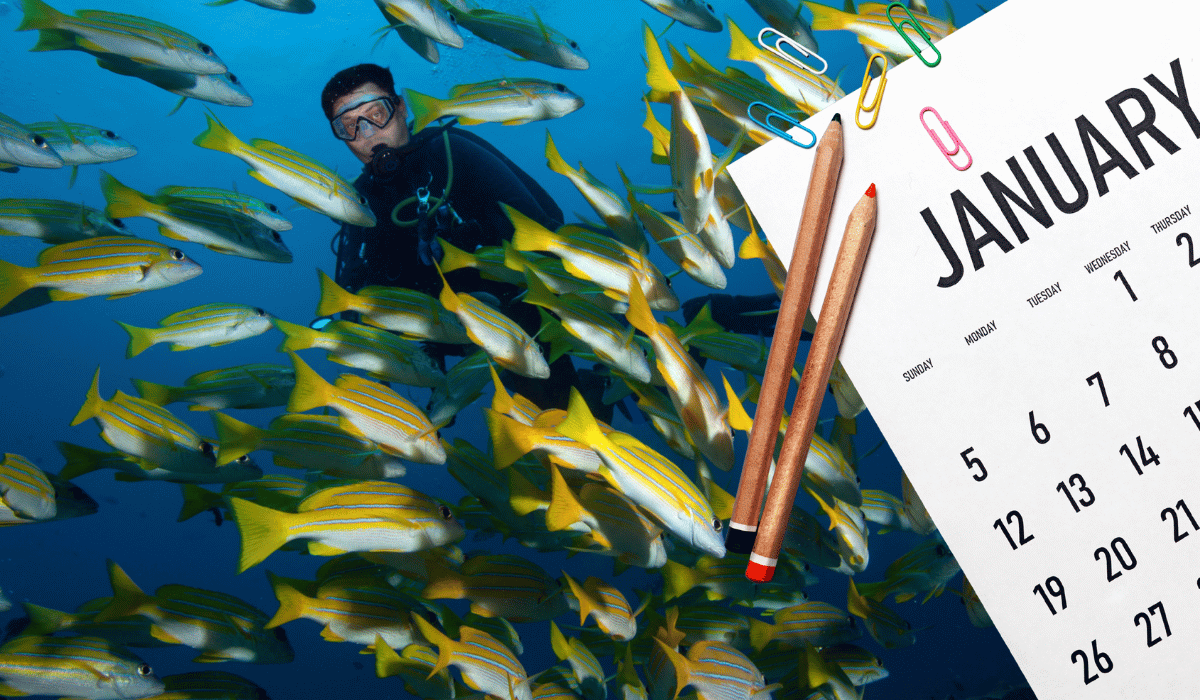 Scuba diver surrounded by a school of yellow-striped fish, overlaid with a January calendar graphic