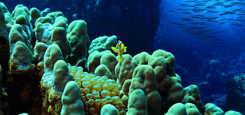 red-sea-clownfish-hard-coral A single yellow clownfish swimming over large green hard structures on a coral reef