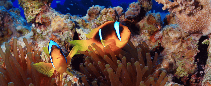 saudi-arabia-diving-clownfish-anemone Two bright orange Red Sea clownfish swimming closely inside a protective sea anemone