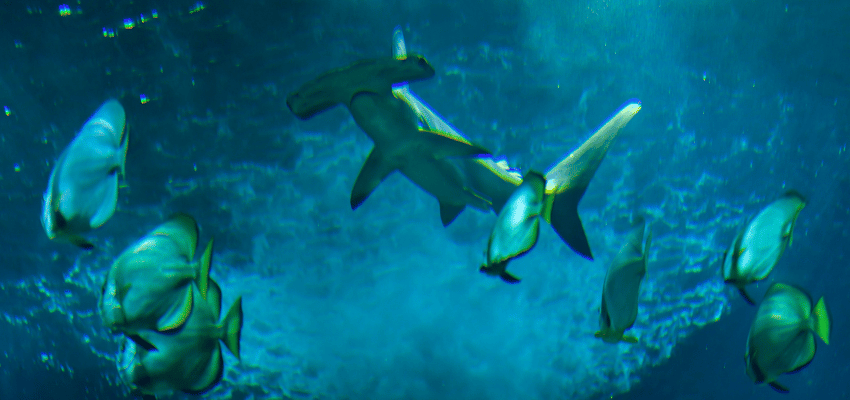 Close-up underwater profile of a scalloped hammerhead shark, a highly mobile pelagic species encountered on advanced diving itineraries in Indonesia.