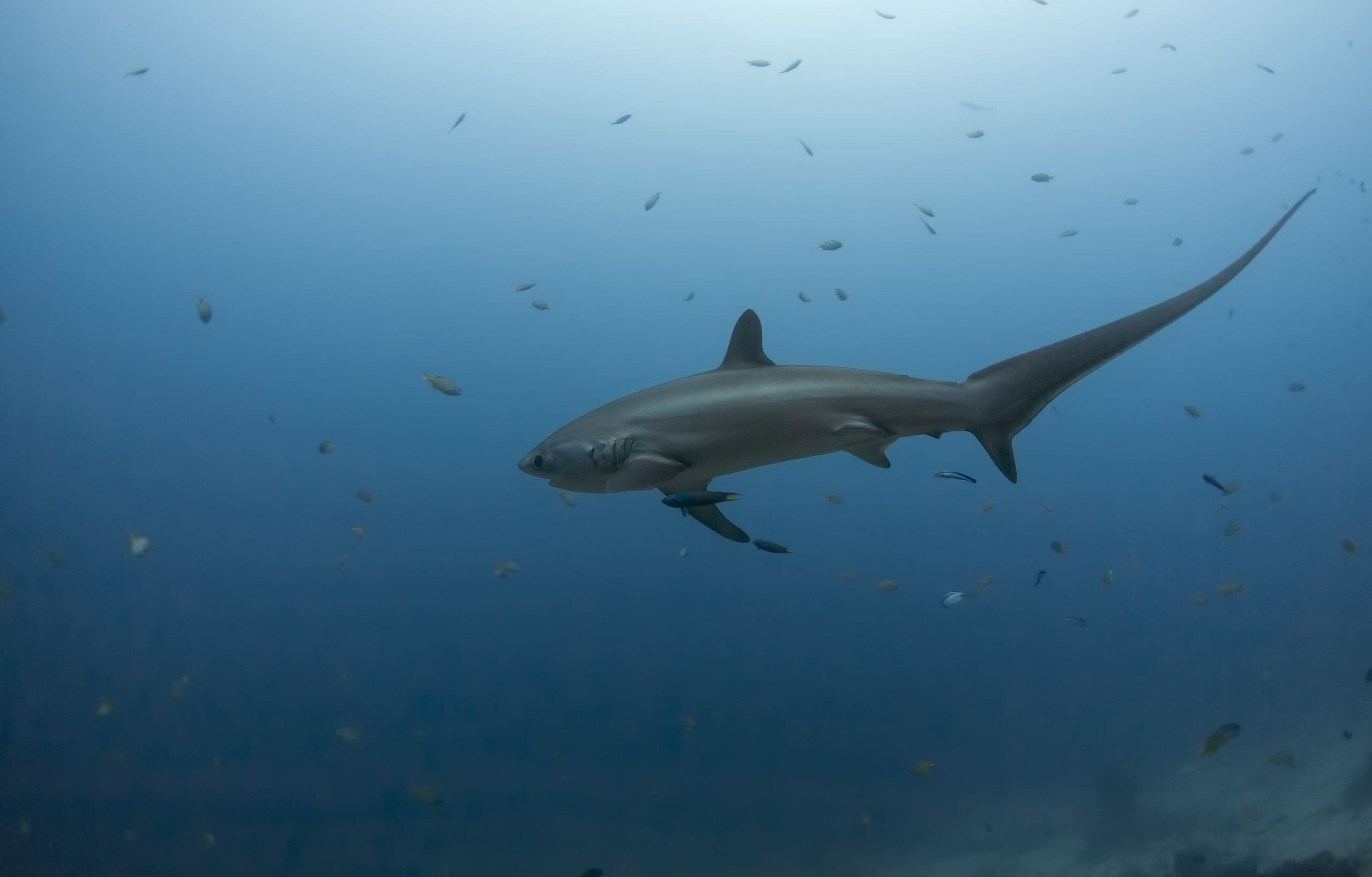 Thresher shark swimming in the Red Sea, Egypt