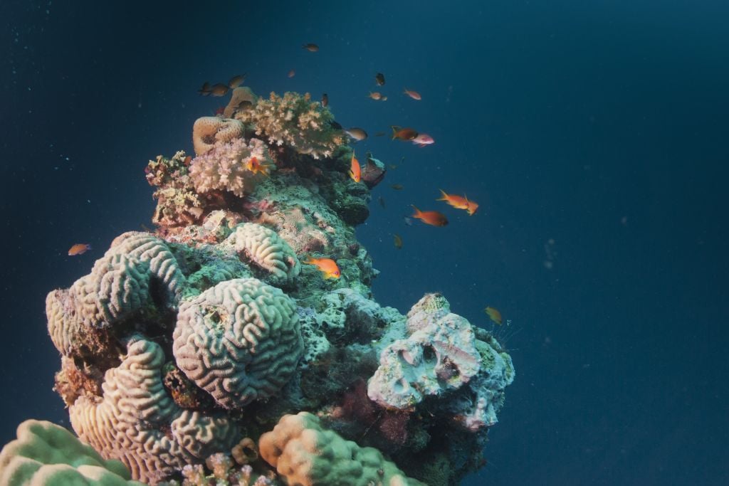 Red Sea reef with fish