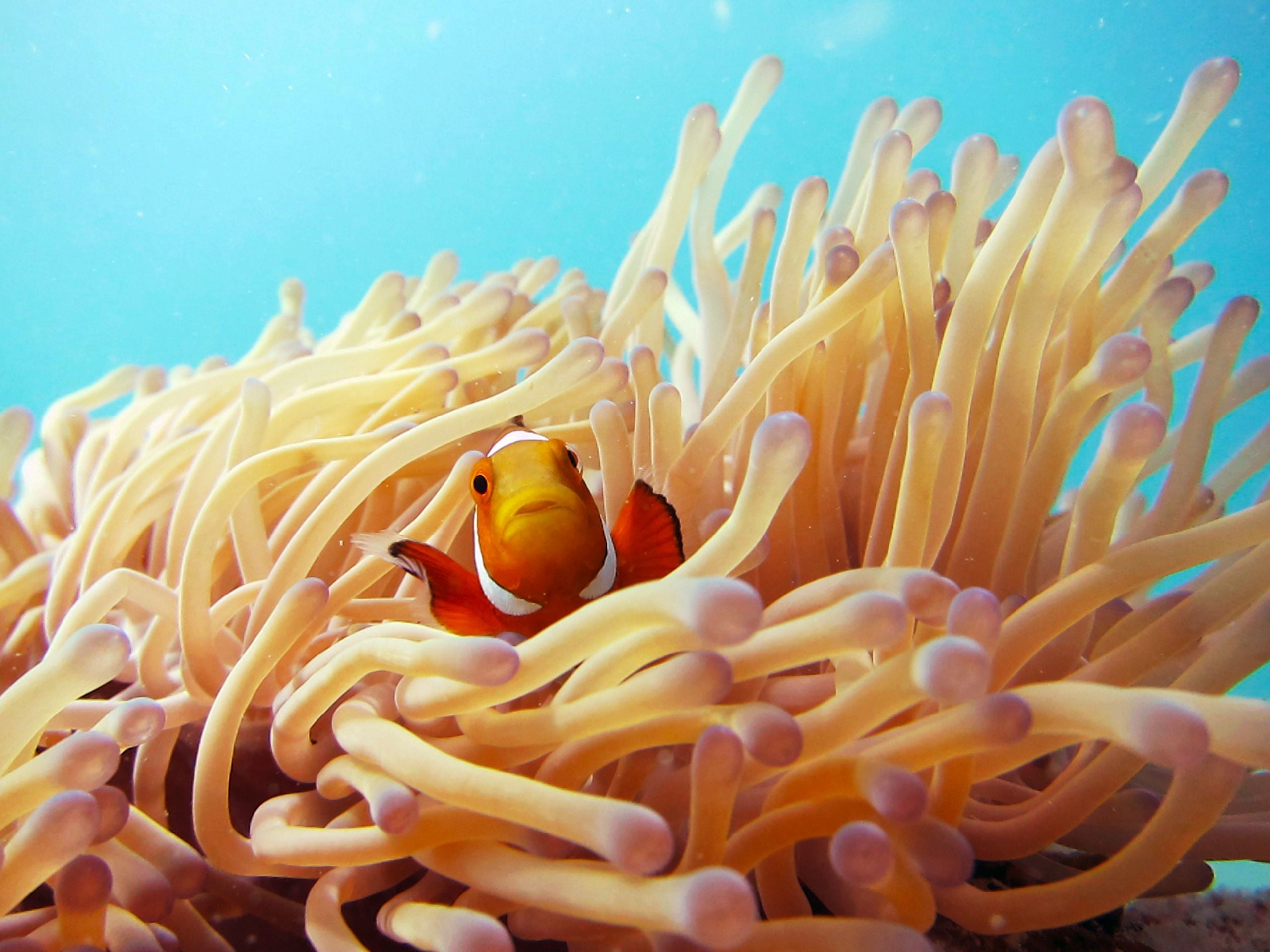Clownfish swimming in an anemone on an Egypt marine parks dive site