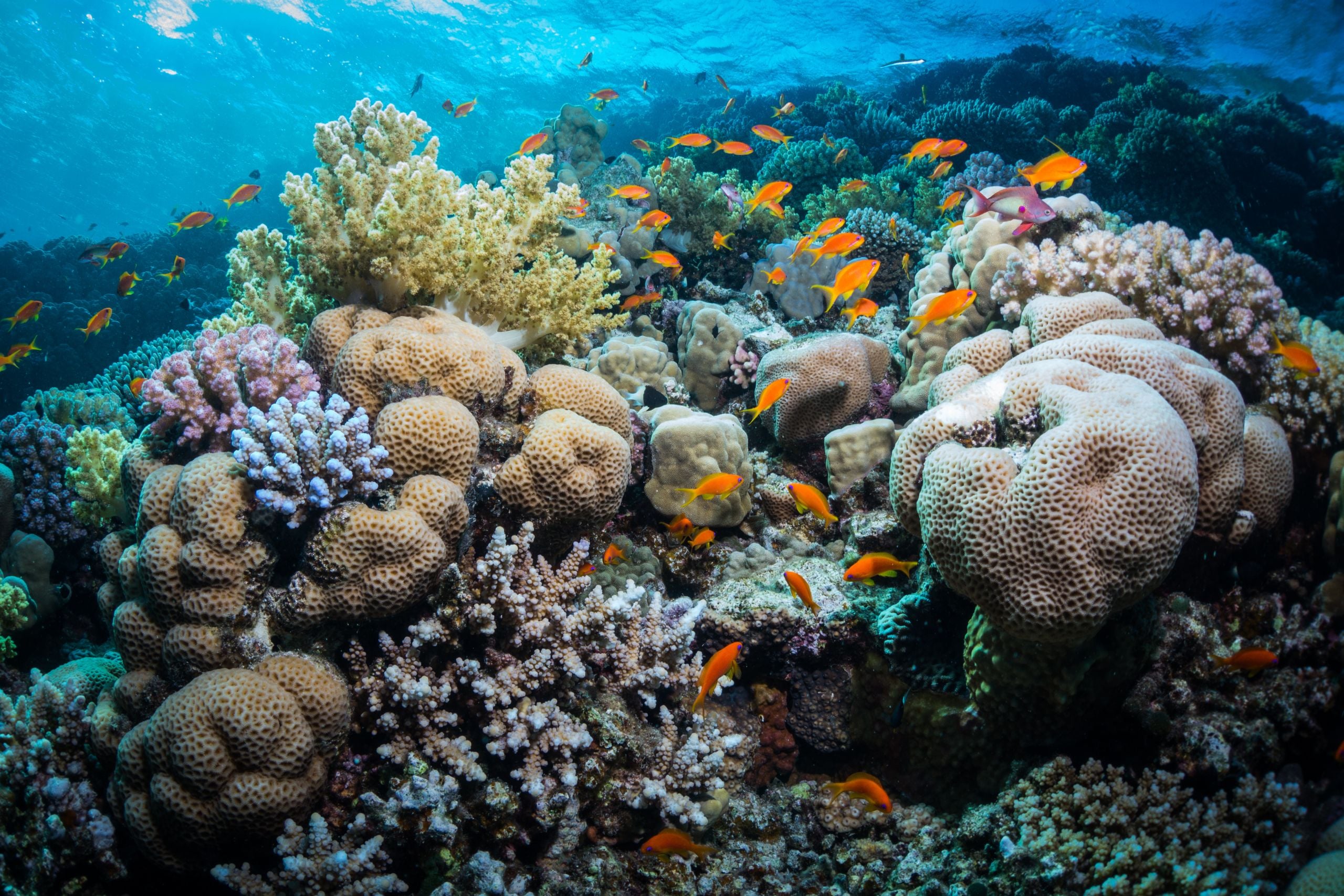 Brightly colored soft corals and reef life at Fury Shoals in the Egyptian Red Sea
