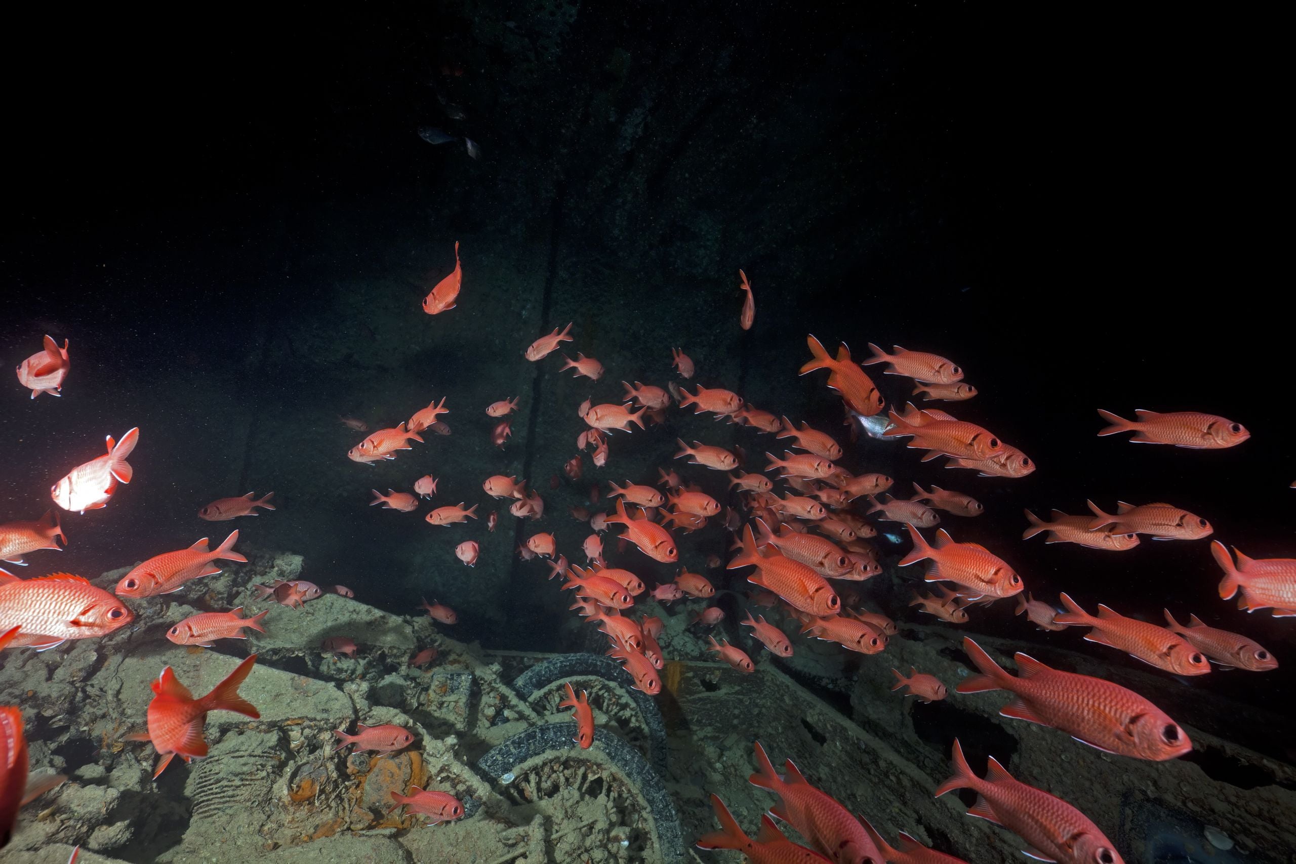 SS Thistlegorm wreck cargo hold with WWII motorbikes and soldier fish in Egypt