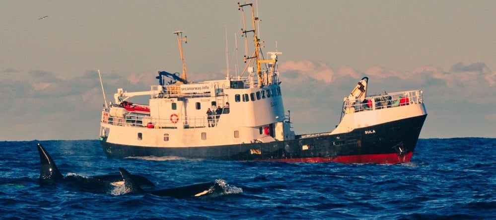 Sula is all about rugged Arctic diving. Orcas, humpbacks, and dazzling fjords form the backdrop as this boat explores Norway’s cold but captivating waters