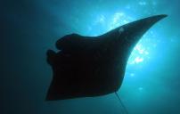 Manta Point (Nusa Penida)