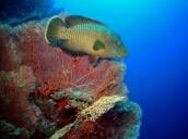 Little Brother Island