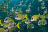 Mushi Mas Mingili Thila